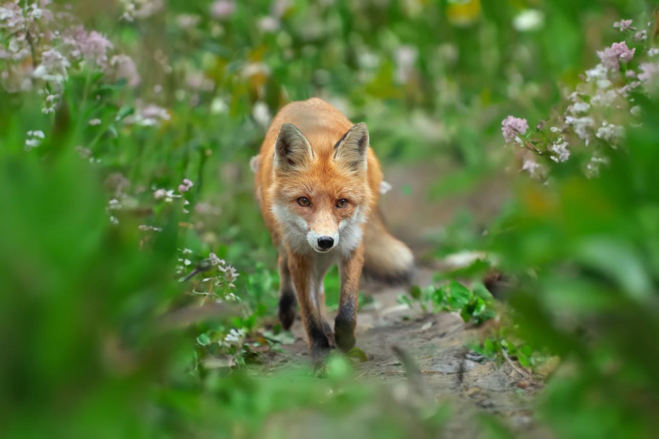 🦊 Jak ulovit lišku do sklopce