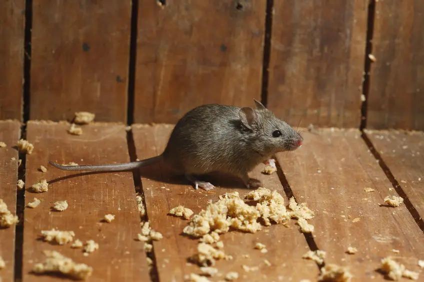 🐭 Automatická past na myši – jak chytit desítky myší bez námahy