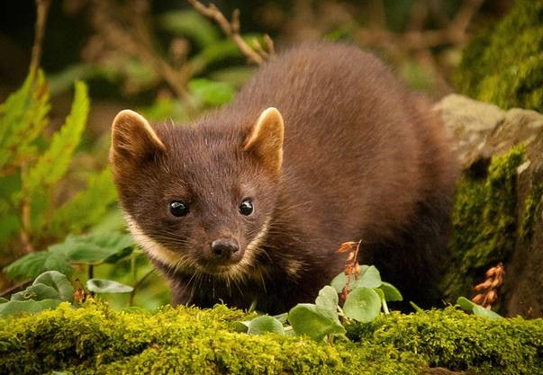 🦝 Kdy sklopec na kunu nefunguje?