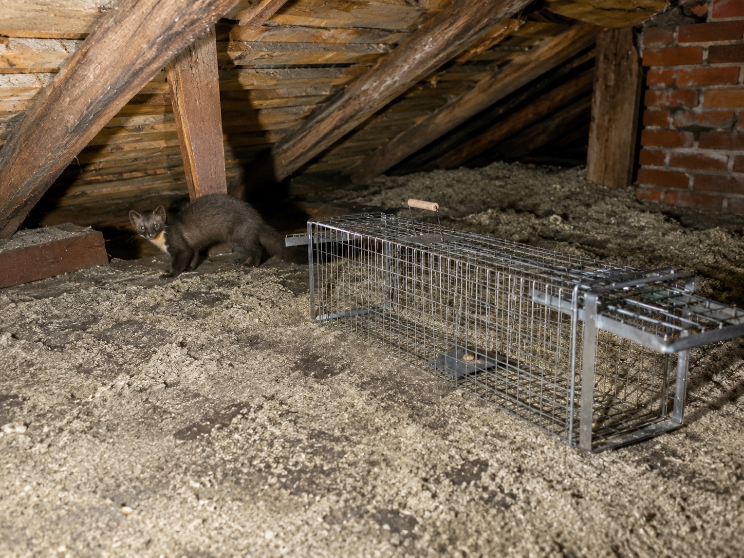 🦝 Myslela si, že sklopec na kunu nefunguje. Ve skutečnosti udělala několik zásadních chyb.